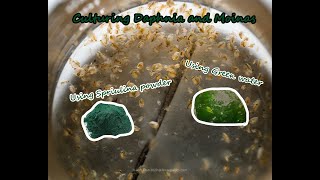 How To Culture Daphnia and Moinas using Green Water Spirulina powder [upl. by Sulokcin525]