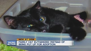 Family cat euthanized instead of being put up for adoption [upl. by Nile689]