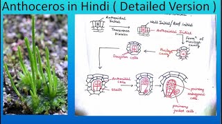 Anthoceros in Hindi  Detailed Version   For BSc and MSc  ALL ABOUT BIOLOGY  BY JYOTI VERMA [upl. by Hgielrahc574]