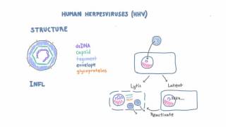 Introduction to Human Herpesviruses HHV [upl. by Naujed]