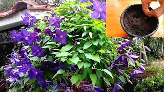 How to grow Clematis from Seeds [upl. by Portwin648]