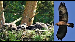 BUZZARD ALARM CALLS 👀 SCREAMING to Chicks 👀 CALLING amp MEWING In Flight [upl. by Yahsal]