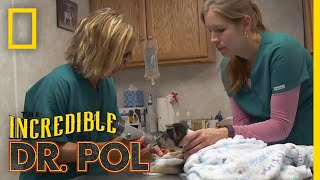 Whats Moo with Ewe Full Episode  The Incredible Dr Pol [upl. by Atinreb]