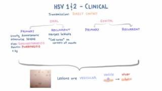 HSV  Clinical Presentation  Part 1 [upl. by Darnoc]