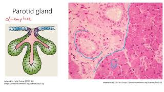 HSCI 4590 Histology salivary glands [upl. by Eidolem]