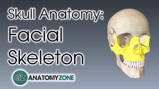 Facial Skeleton  Skull Anatomy [upl. by Adiuqal]