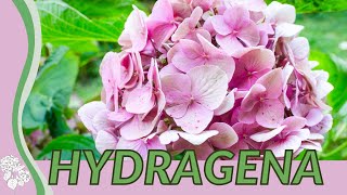 HYDRANGEA For Beginners quotHORTENSIAquot Hydrangea macrophylla Merritts Supreme [upl. by Elyk529]