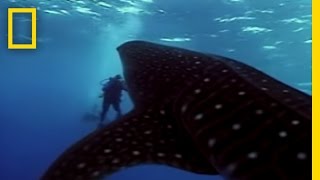 Whale Shark  National Geographic [upl. by Ahsinert]