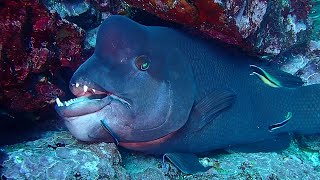 Wired Huge Asian sheepshead Wrasse  Diving KOBUDAI [upl. by Monson]