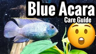 Electric Blue Acara Fish Tank Care [upl. by Biegel]