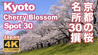 4K Japan Kyoto Cherry Blossom Spot 30（sakura 京都の桜名所30 京都観光 旅行 案内 清水寺 平安神宮 嵐山 円山公園 哲学の道 醍醐寺 二条城 祇園白川 [upl. by Maryrose472]