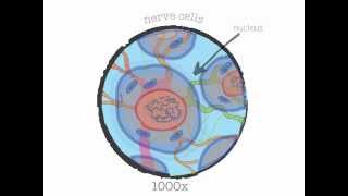 Genetics 101 Part 1 of 5 What are genes [upl. by Konstantin]