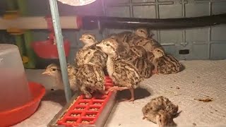 Hatching Chukar Partridges  Redlegs Unlimited Eggs [upl. by Bollinger705]