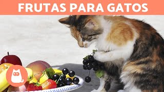 Las MEJORES FRUTAS para GATOS  Dosis y Beneficios [upl. by Lanoil]