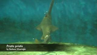 sawfish feeding behaviour [upl. by Igig467]