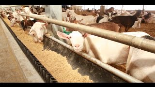 Ontario Goat Dairy Farm Tour [upl. by Sremmus]