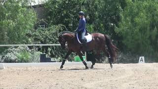 How to ride Dressage Training level test 1 [upl. by Gievlos]