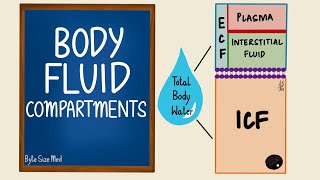 Body Fluid Compartments  ICF  ECF  General Physiology [upl. by Eitra373]