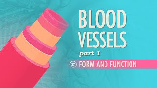 Blood Vessels Part 1  Form and Function Crash Course Anatomy amp Physiology 27 [upl. by Anafetse690]