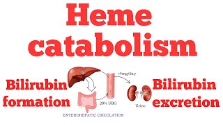 Heme catabolism  Bilirubin metabolism  Biochemistry [upl. by Akers188]