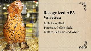 Bearded Belgian dUccle Chicken  March Breed of the Month [upl. by Ailssa92]