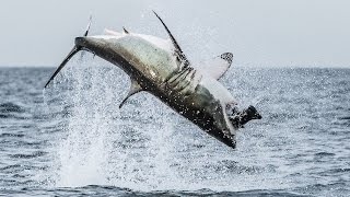 Flying Shark Great White Breaches Off South Africas Coast [upl. by Goldfinch883]