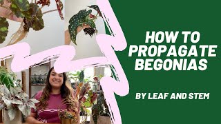 How to propagate Begonias by leaf and stem [upl. by Dempsey]