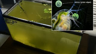 Raising Daphnia for the Freshwater Aquarium [upl. by Corwun]