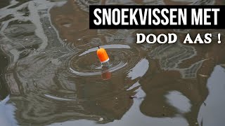 Vissen met DOOD AAS op Snoek  DEEL 1  DWFishingteam [upl. by Norat]