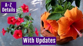 See How to Grow amp Care Hibiscus Plant at Home Perfectly [upl. by Thibault]