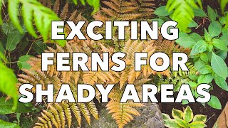 3 Easy and Beautiful Ferns for Shady Garden Borders [upl. by Lavicrep]