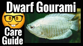 Dwarf Gourami Fish Care [upl. by Naej]