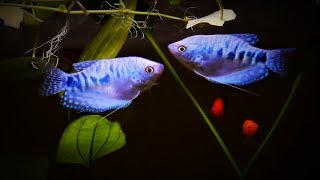 Opaline Blue Gourami Care amp Tank Set up Guide [upl. by Lissi353]