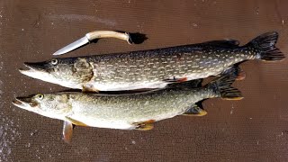 Northern Pike Catch Clean amp Cook  Incredible Pike Fishing in Alaska and Pike Recipes [upl. by Nosmoht]