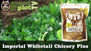 Whitetail Institute Chicory Plus Food Plots [upl. by Jorgensen26]