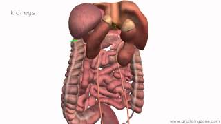 Peritoneal Cavity  Part 4  Intraperitoneal and Retroperitoneal Organs  Anatomy Tutorial [upl. by Dranal]