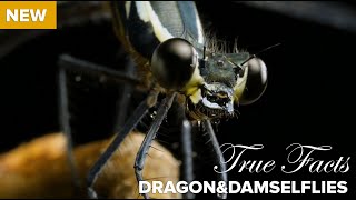 True Facts  Killer Carnivorous Dragonflies [upl. by Nonnac155]