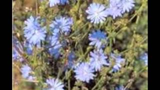 Chicory Cichorium intybus [upl. by Payson]