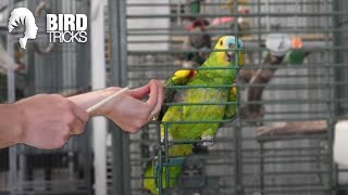 What Species of Parrot is Right For YOU [upl. by Heady438]