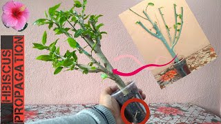 Easy Way To Grow Hibiscus From Cutting  Grow Hibiscus In Water [upl. by Narda]