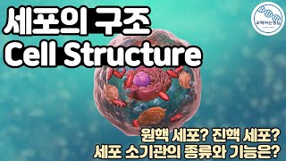 세포 구조  Cell Structure [upl. by Godwin]