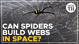 Can spiders weave webs without gravity [upl. by Olatha]