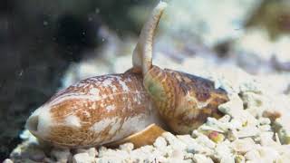 Cone Snail  Toledo Zoo [upl. by Lenora]