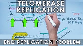 Telomerase Replication in Eukaryotes  End Replication [upl. by Yesmar]