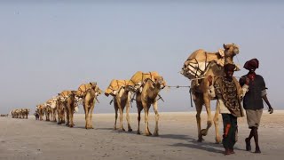 CAMEL CARAVAN from Afar [upl. by Annaiv912]