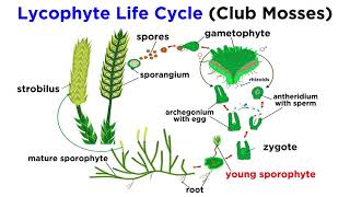 Lycophytes Early Vascular Plants [upl. by Jariv]