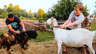 ReadySetBREED crazy goat breeding begins [upl. by Yhpos]