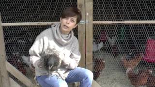 Choosing a Breed Getting Started with Chicken Keeping [upl. by Milka]