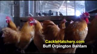 Buff Orpington Bantam Chicken Breed Breeder Flock  Cackle Hatchery [upl. by Atinaw483]