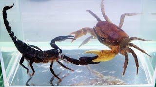 Crab vs Scorpion Underwater  Caranguejo vs Escorpião [upl. by Ridgley]